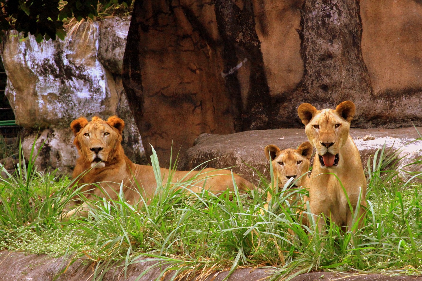 Lions in Avilon Zoo, Rizal