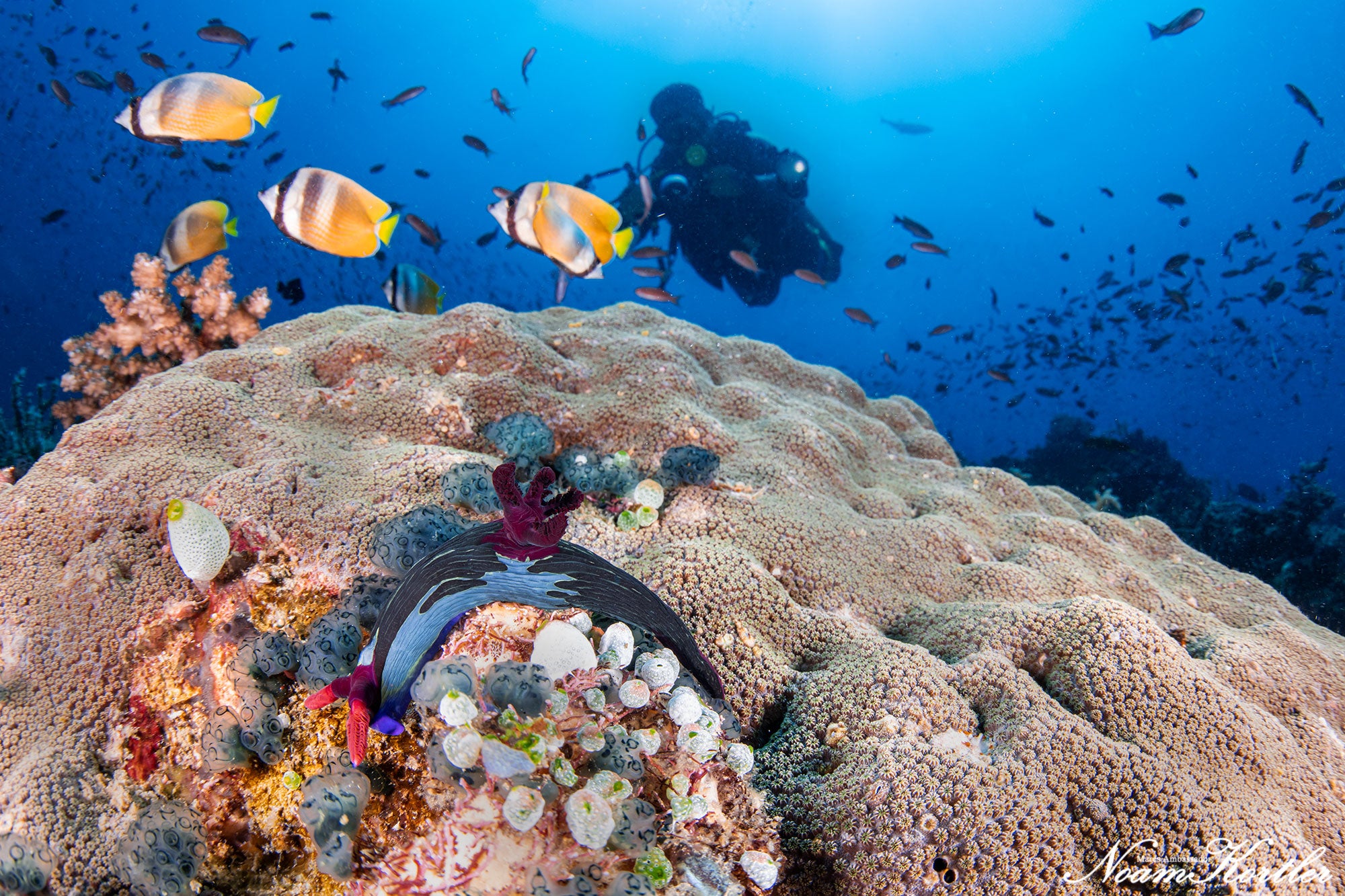 Diver spotting yellow fish in Puerto Galera