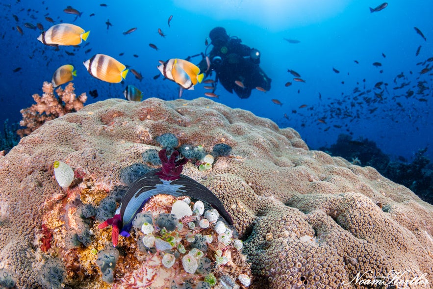 Diver spotting yellow fish in Puerto Galera Diver spotting yellow fish in Puerto Galera