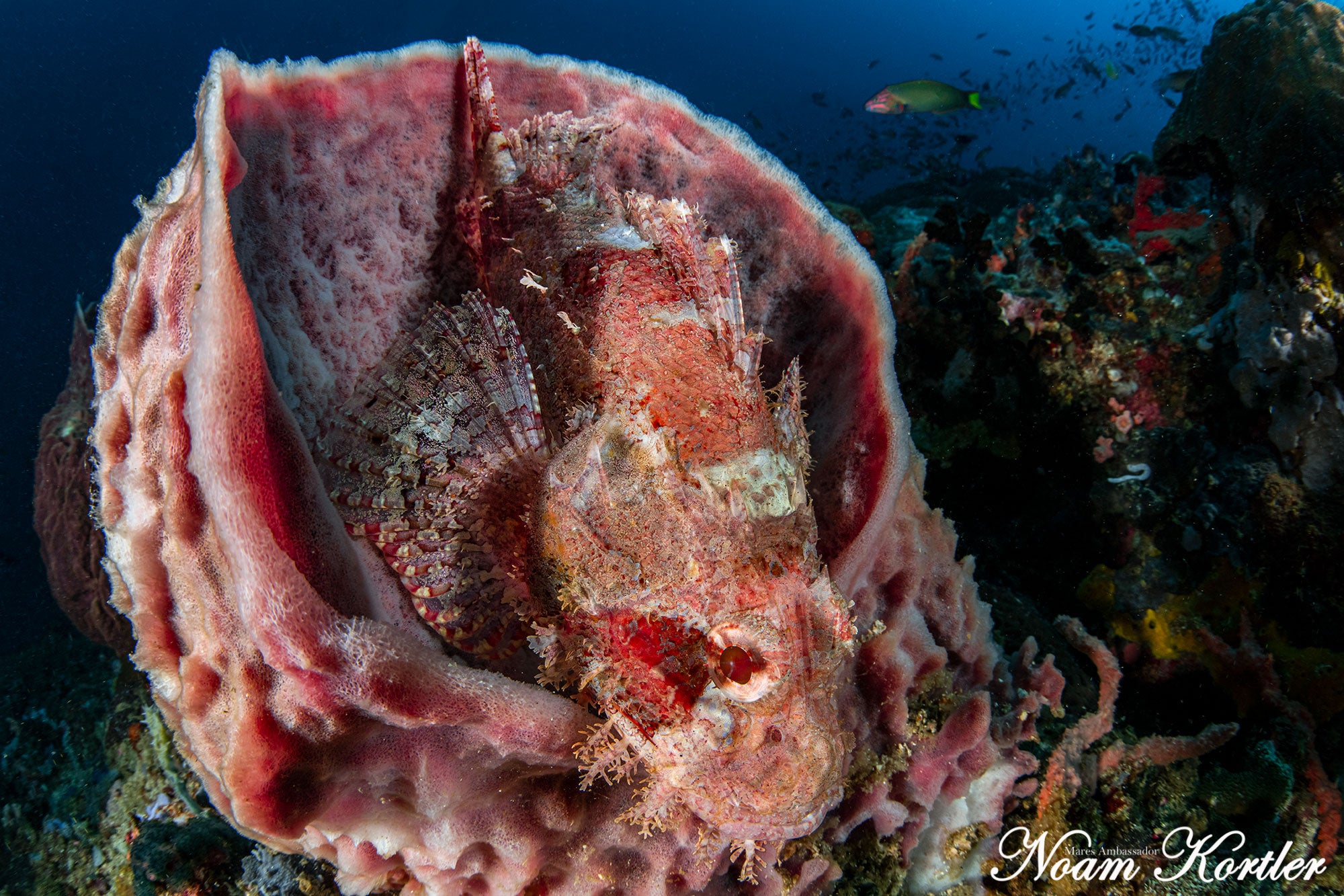 Bearded Scorpion fish in Puerto Galera