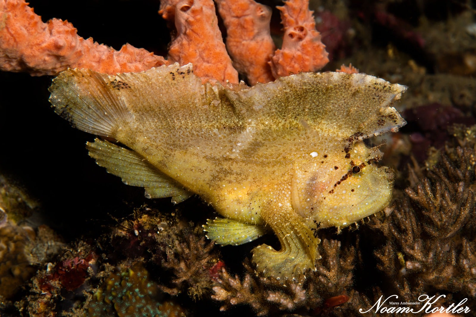 A leafy scorpion fish in Puerto Galera