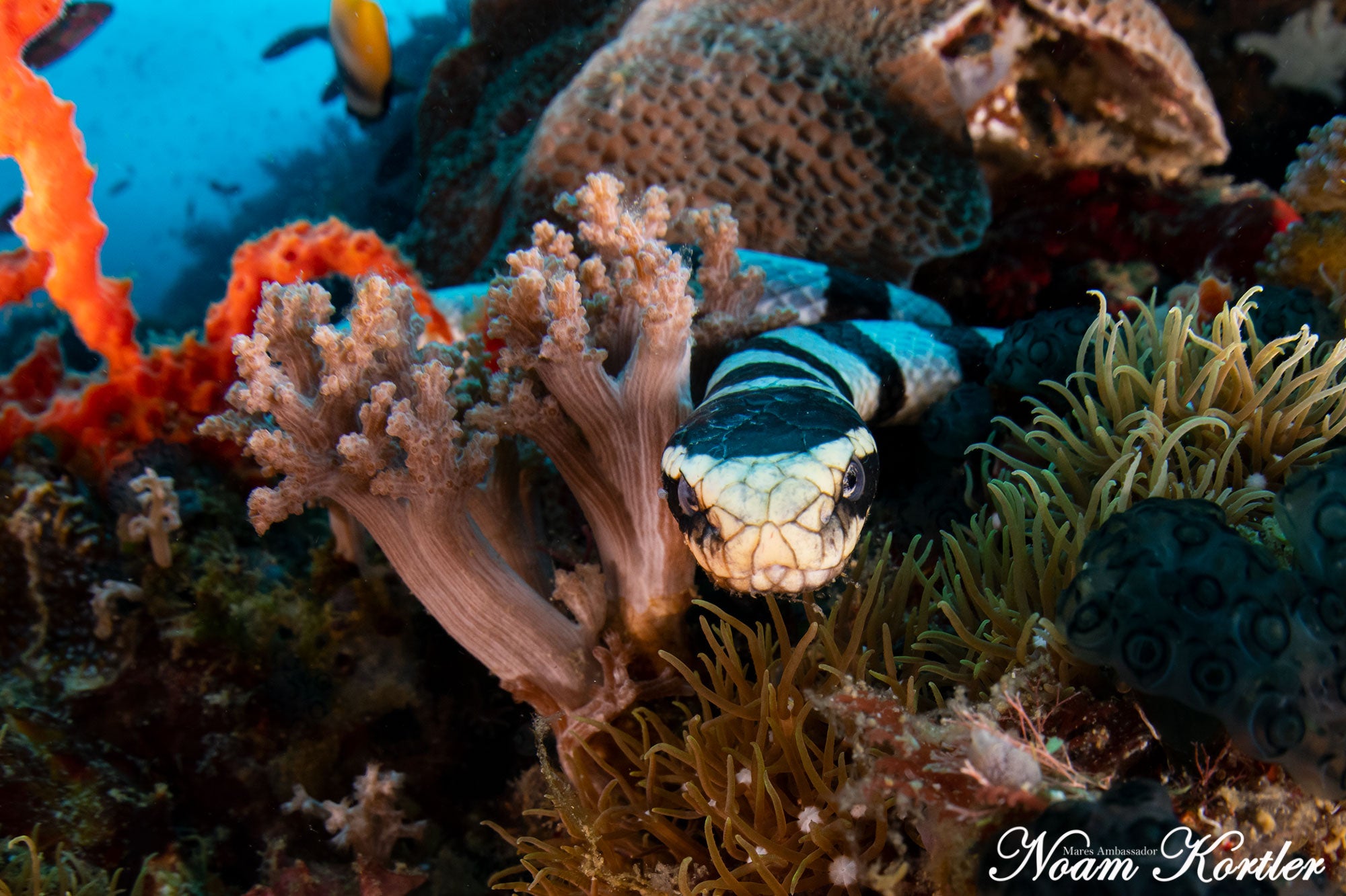 Banded Sea Snake in Puerto Galera