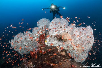Guide to Diving in Puerto Galera: Coral Triangle, Wreck Diving, Topography Diving