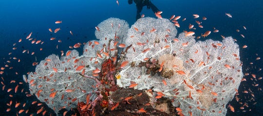 Diver sights white coral habitat in Puerto Galera.jpg