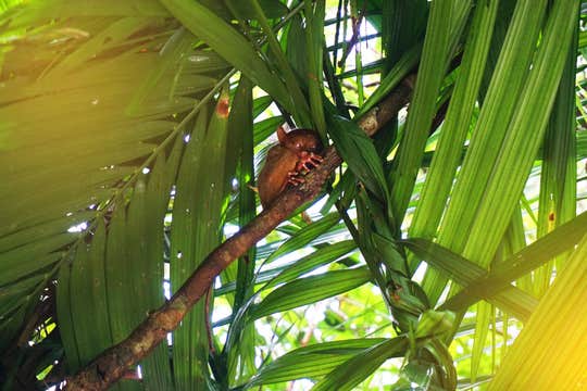 8-Day Islands, Countryside & Underground River Tour to Palawan & Bohol from Manila