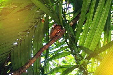 Tarsier Sanctuary in Bohol