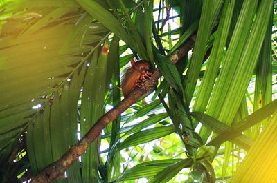 Bohol's Tarsier Sanctuary