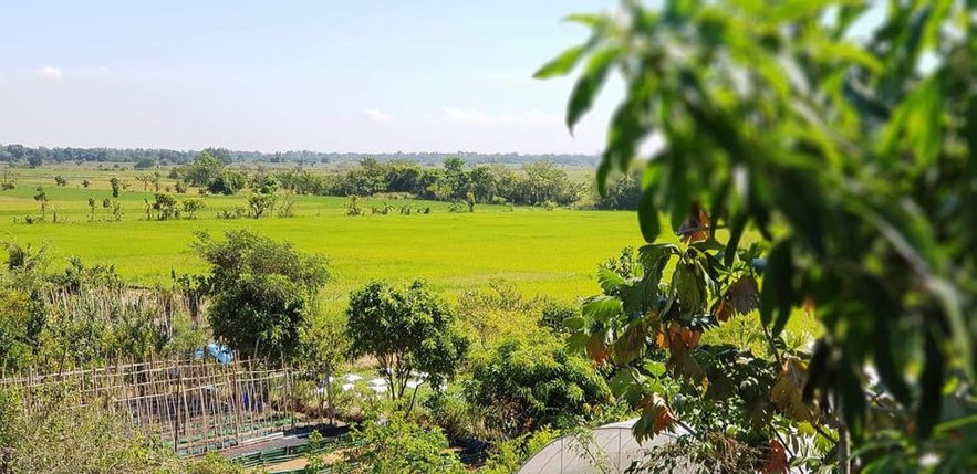 View of the crops in Our Farm Republic, Pangasinan View of the crops in Our Farm Republic, Pangasinan