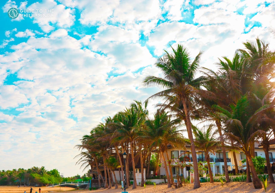 Palm trees lining Bolinao Beach, Pangasinan Palm trees lining Bolinao Beach, Pangasinan