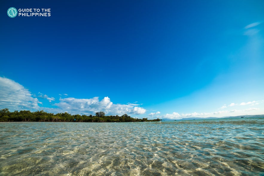 View of mangrove trees along Cagbalete Island, Quezon View of mangrove trees along Cagbalete Island, Quezon