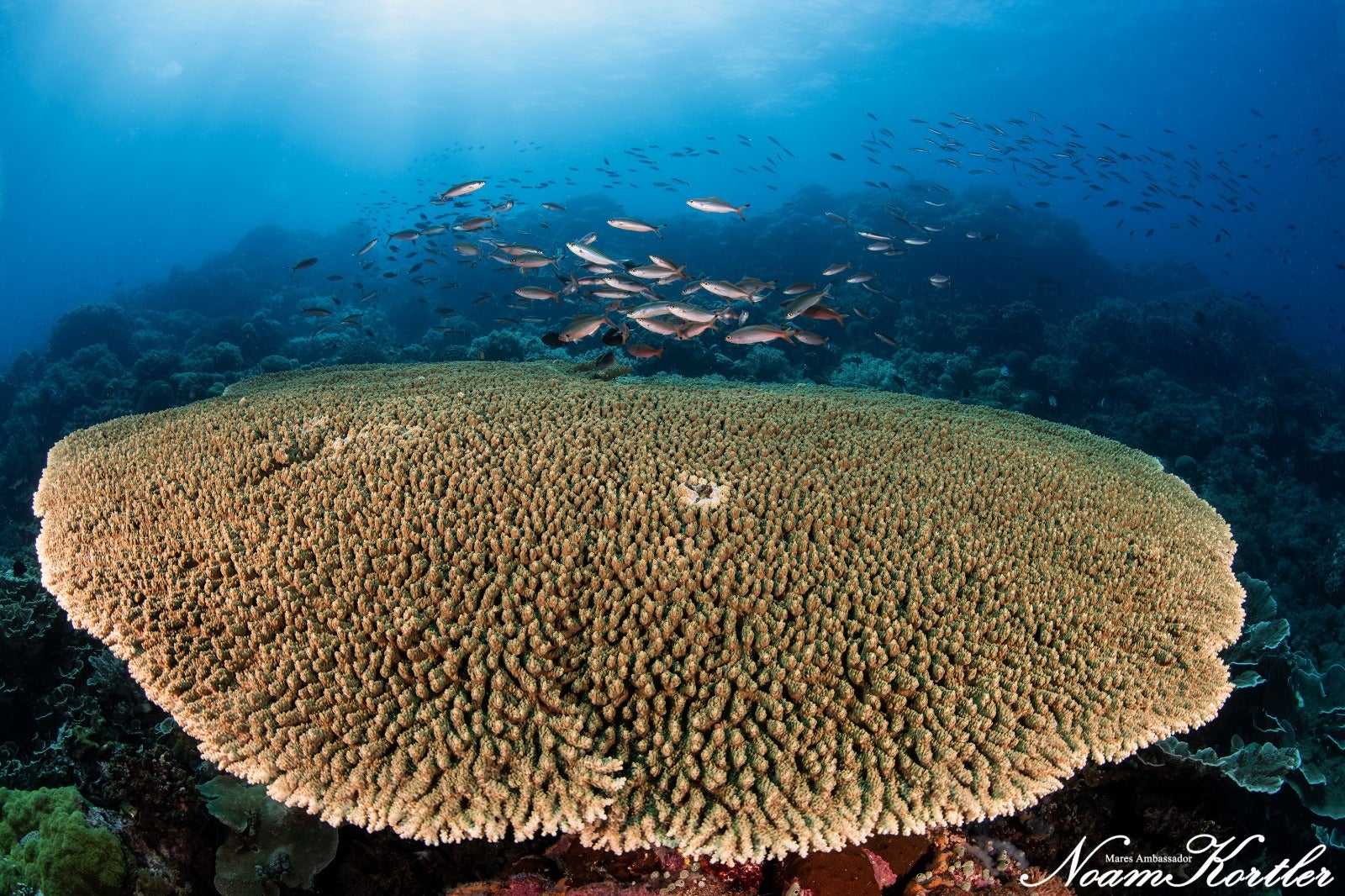 A large coral found in Dumaguete waters