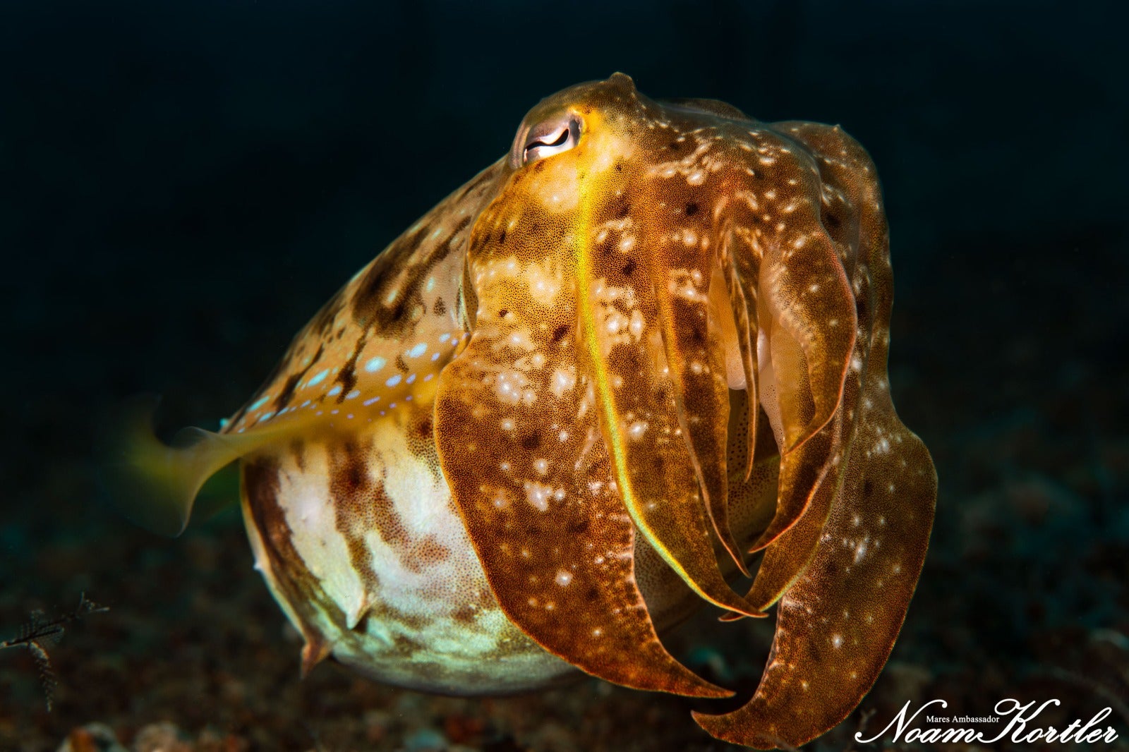 A scuttlefish seen in Dumaguete waters