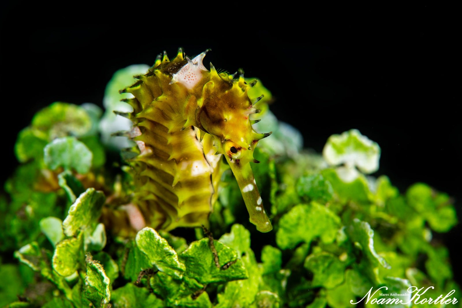 A seahorse in Dumaguete