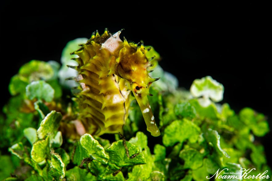 A seahorse in Dumaguete A seahorse in Dumaguete