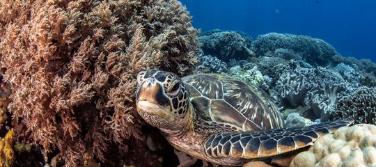 A sea turtle in Dumaguete.jpg
