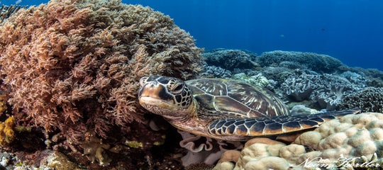 A sea turtle in Dumaguete.jpg