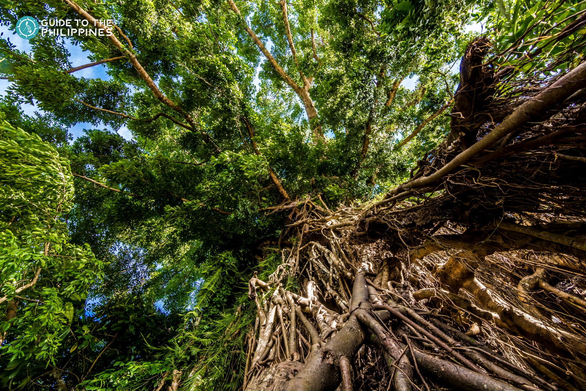 View of the Balete Tree's roots and canopy