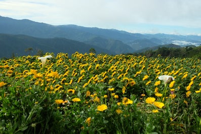 Flowers in Northern Blossom Flower Farm in Benguet