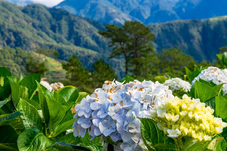 12-Day Lush Countryside, Falls, Farms & Heritage Tour to Cebu, Ilocos & Cordillera from Manila