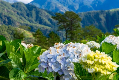 Flower Farm in Benguet