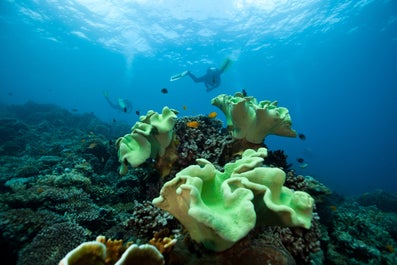 Diving in Apo Island, Dumaguete