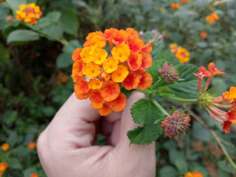 3D2N Baguio Staycation Package | The Forest Lodge + City Tour