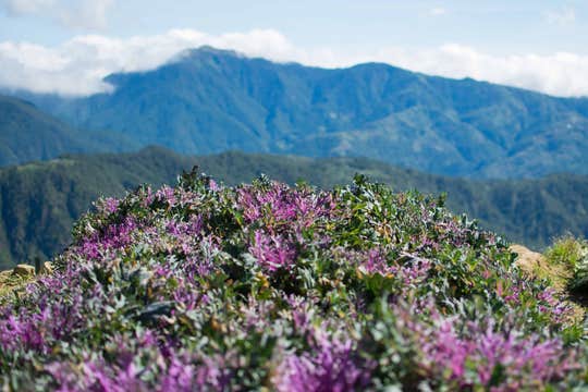 14-Day Philippines Natural Wonders Trip to Puerto Princesa City and Countryside of Cebu & Bohol