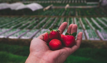 Fresh strawberries in Benguet