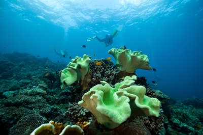 Diving in Apo Island Dumaguete