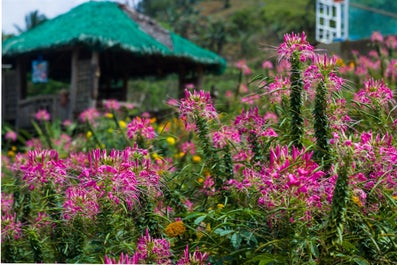 Sirao Flower Farm in Cebu