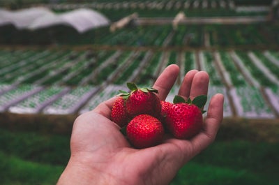 Fresh strawberries from La Trinidad Strawberry Farm