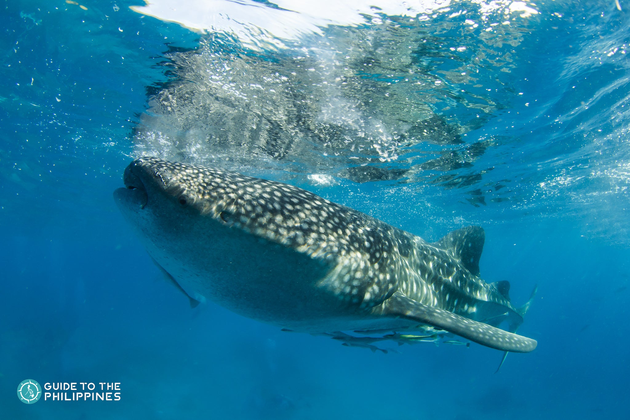 A whale shark swimming near the surface