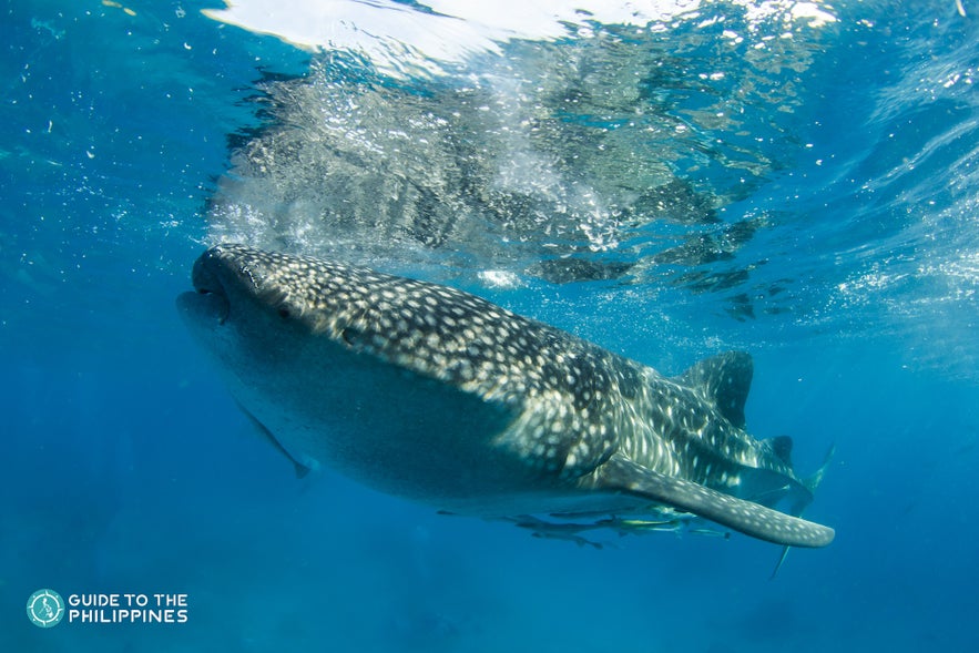 A whale shark swimming near the surface A whale shark swimming near the surface