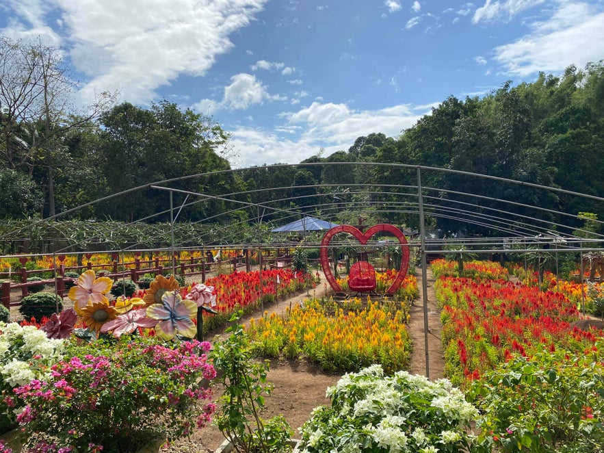 Various flower beds in Celossian Flower Farm Various flower beds in Celossian Flower Farm