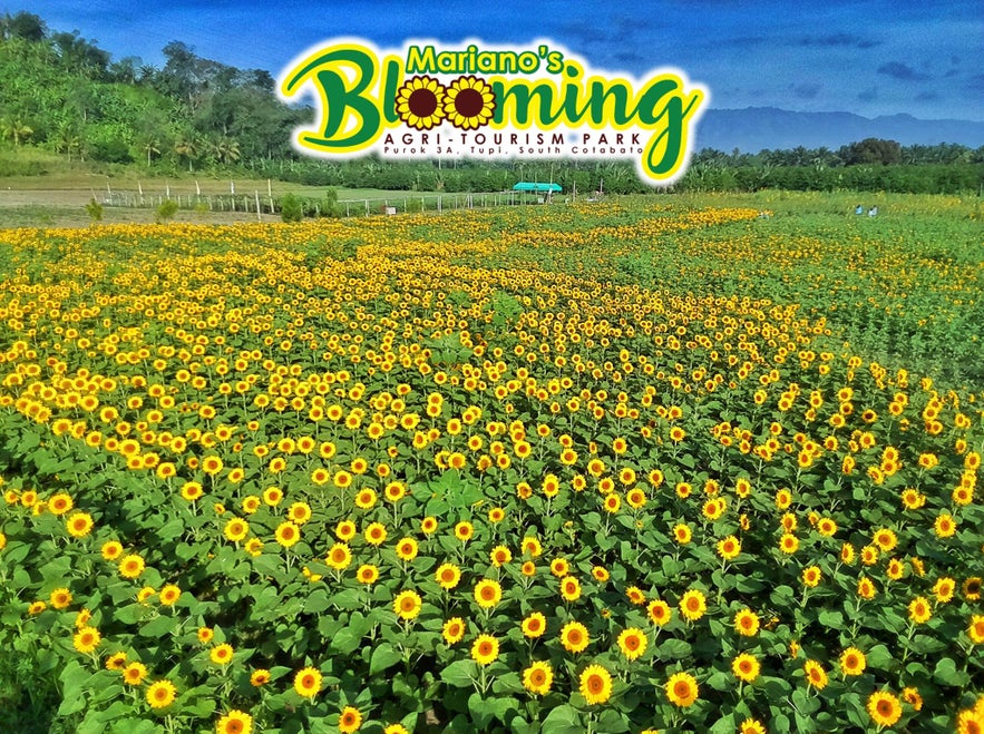Patch of sunflowers at Mariano’s Blooming Agri-Tourism Park Patch of sunflowers at Mariano’s Blooming Agri-Tourism Park