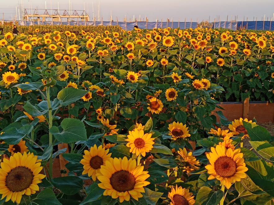 Sunflowers in the sunflower maze in Pangasinan Sunflowers in the sunflower maze in Pangasinan