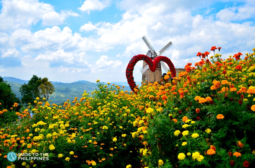 Orange and yellow flowers blooming in Sirao Flower Farm Orange and yellow flowers blooming in Sirao Flower Farm