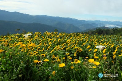 Sunflowers in Northern Blossom Flower Farm in Benguet