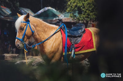 A horse in Wright Park, Baguio
