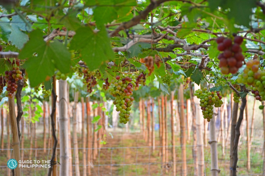 The vineyard at Gapuz Grapes Farm, La Union The vineyard at Gapuz Grapes Farm, La Union