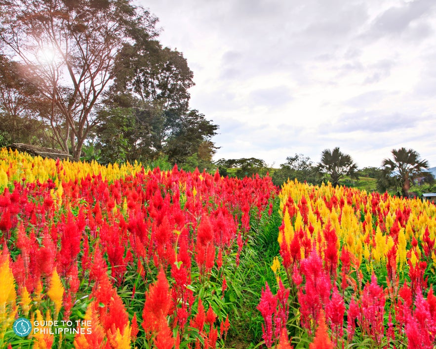 Red and yellow flowers in Sirao Flower Farm  Red and yellow flowers in Sirao Flower Farm