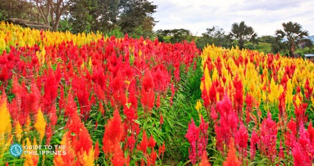 Top 10 Beautiful Flower Farms and Gardens in the Philippines