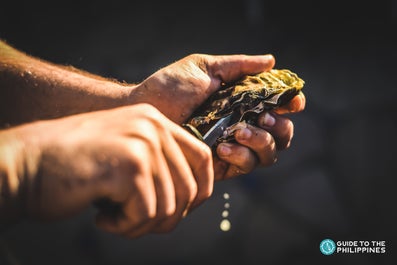 Shucking an oyster in Bohol's Cambuhat Oyster Village