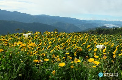 Sunflowers in a flower farm in Benguet