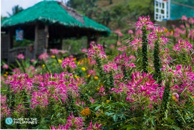 Sirao Flower Farm in Cebu