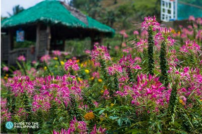 Sirao Flower Farm in Cebu