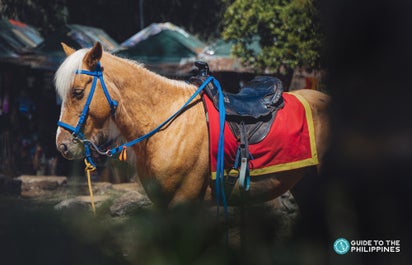 A horse in wright park Baguio