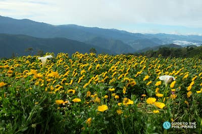 Sunflowers facing the sky in a flower farm in Benguet