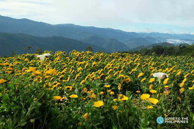 Beautiful sunflowers in a flower farm in Atok Benguet