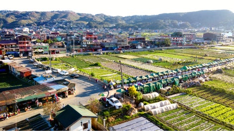 Strawberry Farm in La Trinidad Benguet